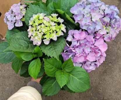 無(wú)盡夏繡球